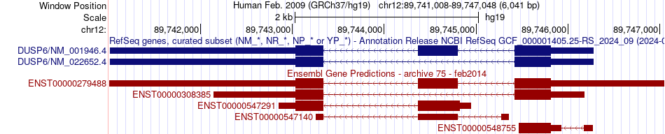 gene isoform structure of DUSP6
