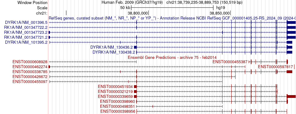 gene isoform structure of DYRK1A