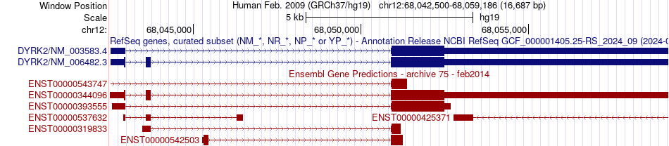 gene isoform structure of DYRK2