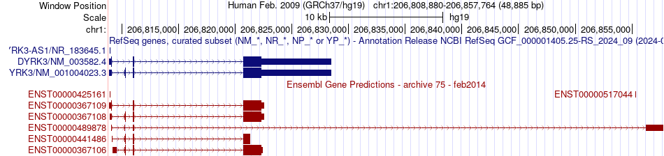 gene isoform structure of DYRK3