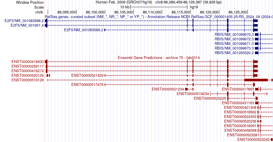 gene isoform structure of E2F5