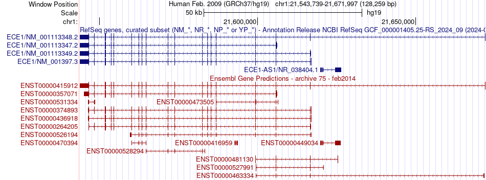 gene isoform structure of ECE1