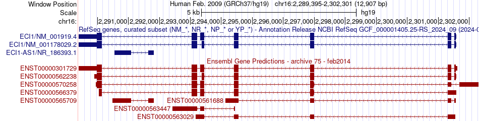 gene isoform structure of ECI1