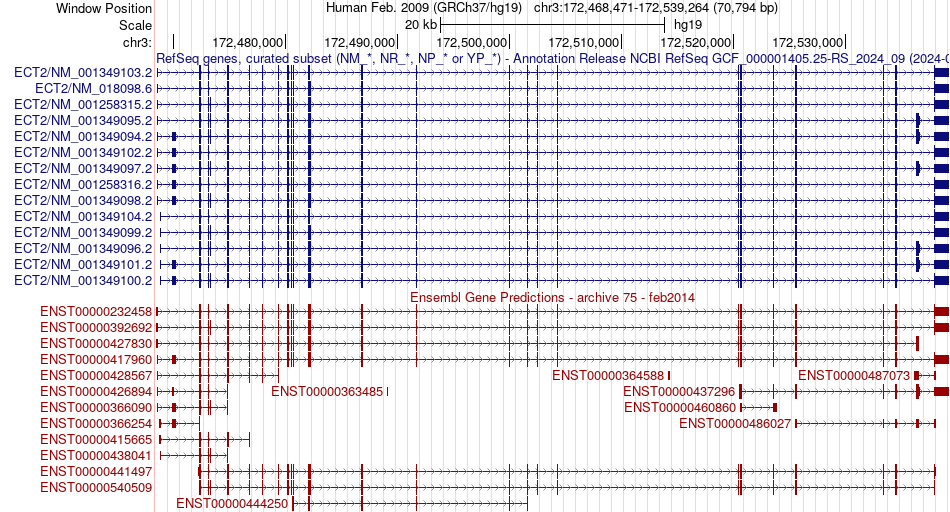 gene isoform structure of ECT2
