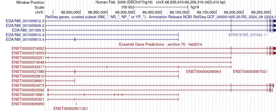 gene isoform structure of EDA