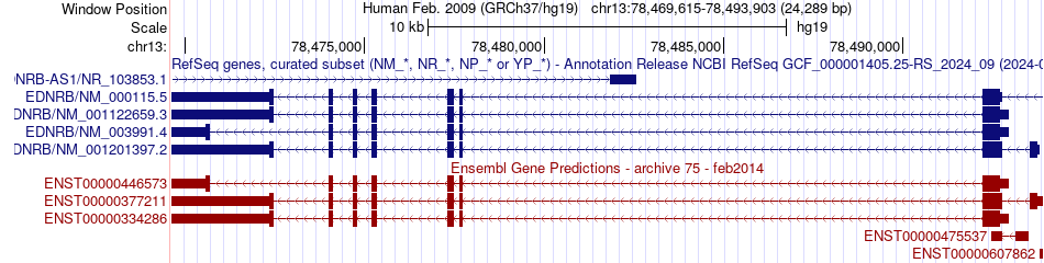 gene isoform structure of EDNRB