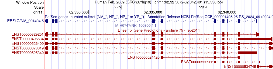 gene isoform structure of EEF1G
