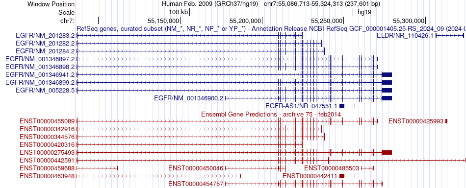 gene isoform structure of EGFR