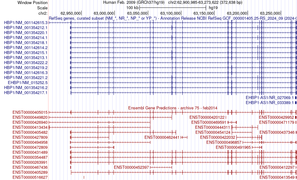 gene isoform structure of EHBP1