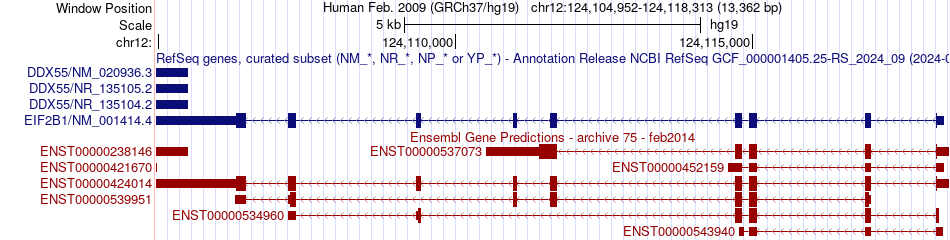 gene isoform structure of EIF2B1
