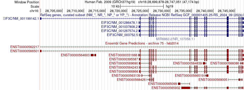 gene isoform structure of EIF3C