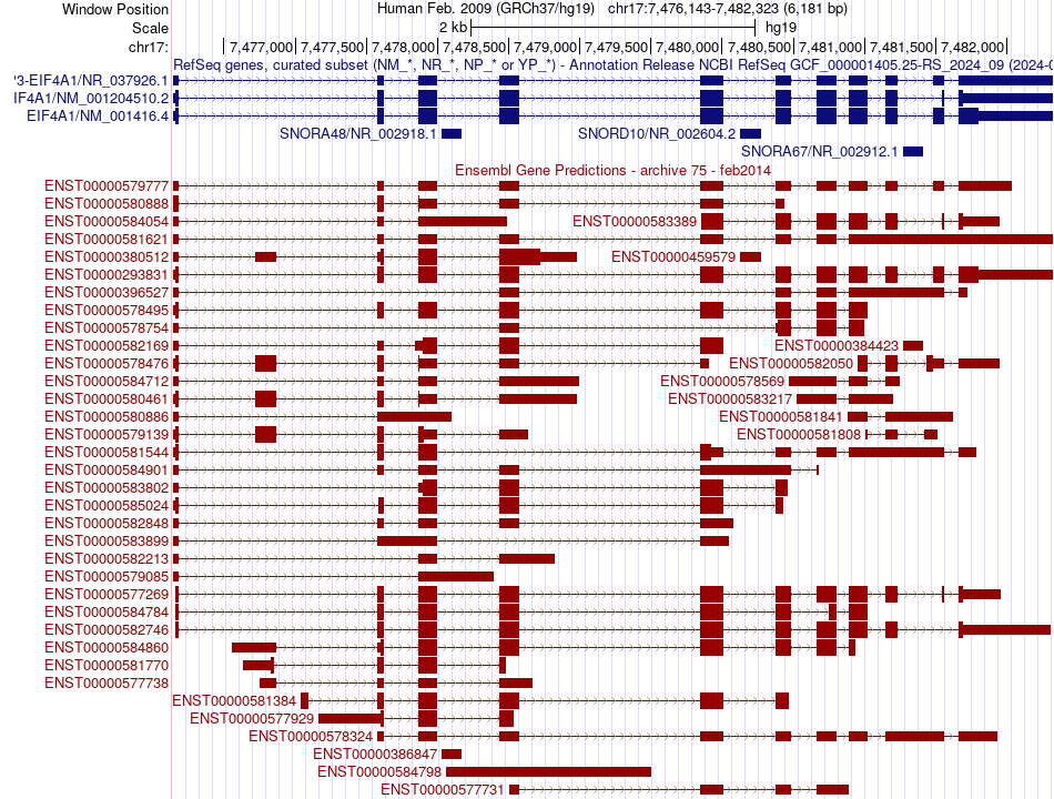 gene isoform structure of EIF4A1