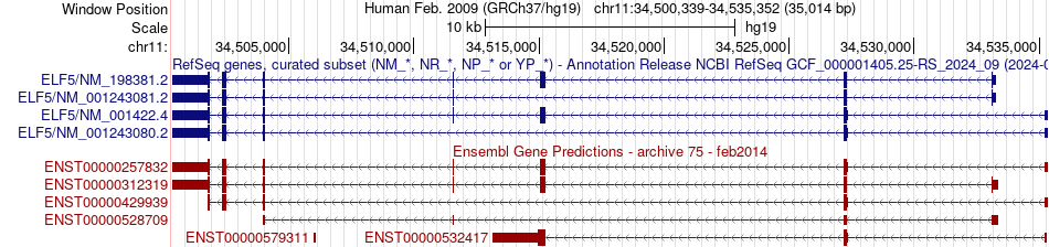gene isoform structure of ELF5