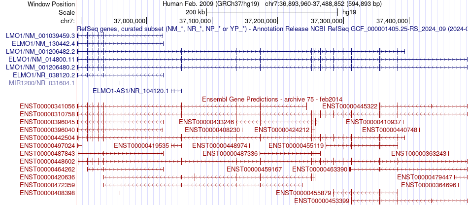 gene isoform structure of ELMO1