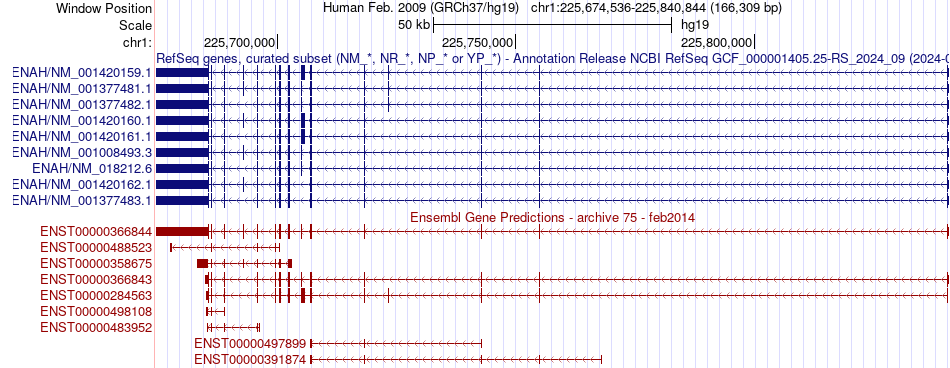 gene isoform structure of ENAH