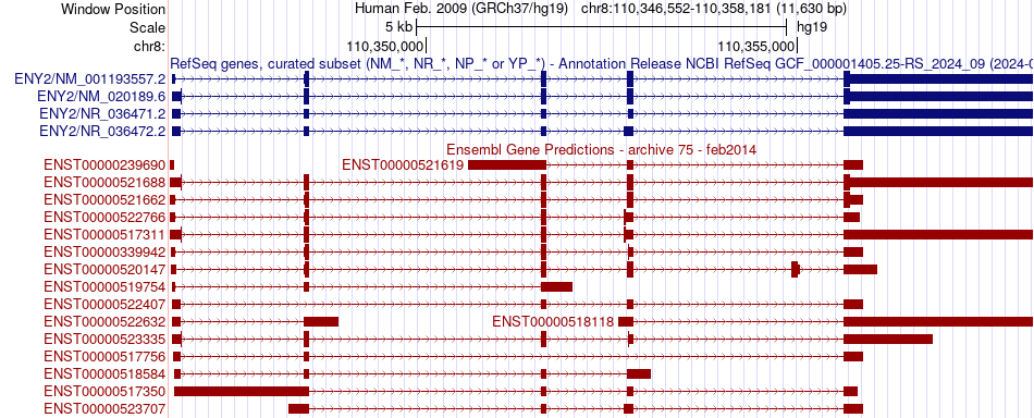 gene isoform structure of ENY2