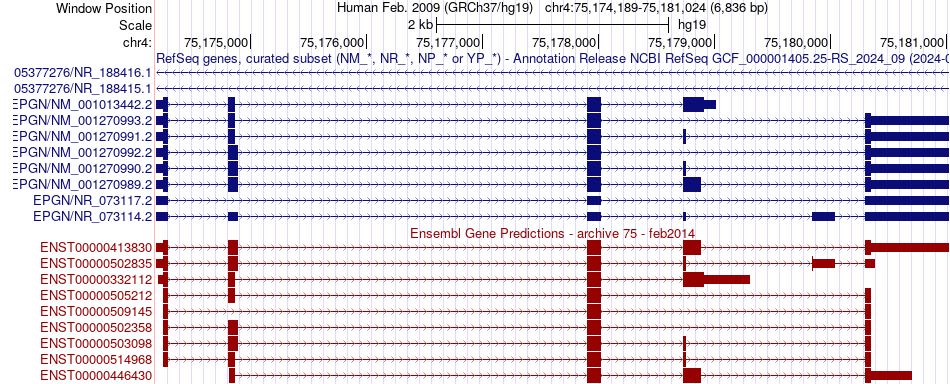 gene isoform structure of EPGN