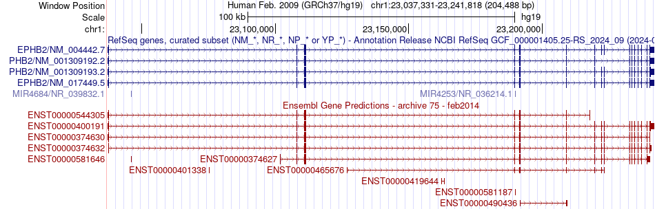 gene isoform structure of EPHB2