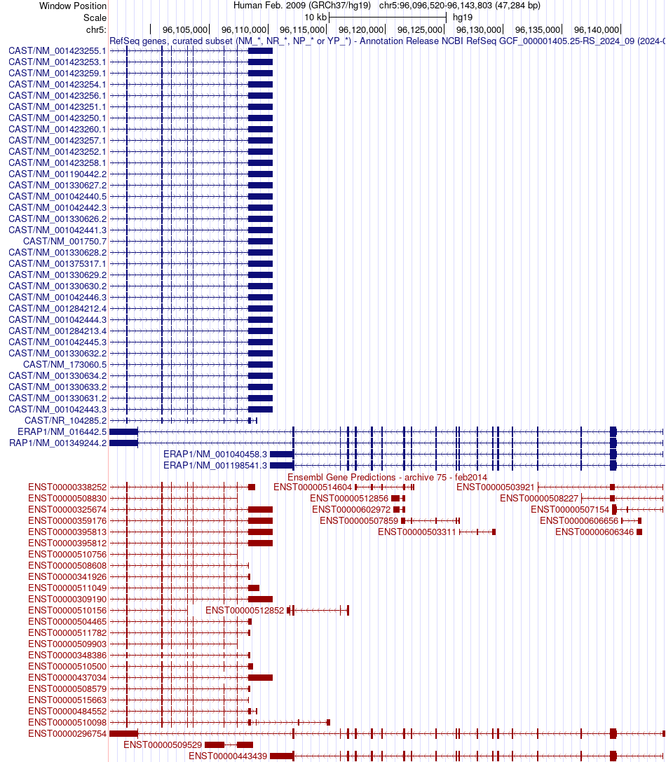 gene isoform structure of ERAP1