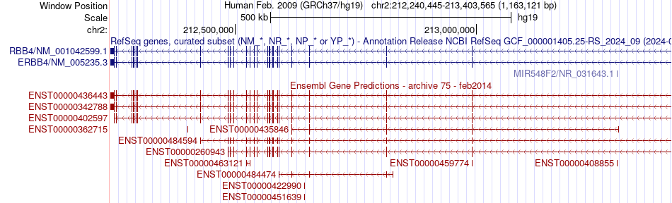 gene isoform structure of ERBB4
