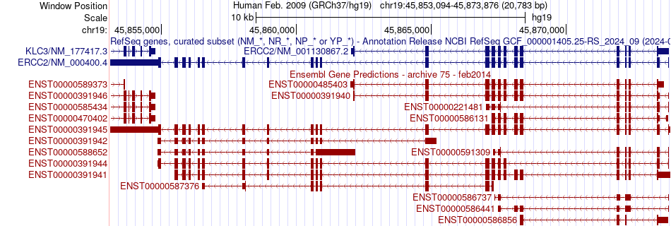 gene isoform structure of ERCC2