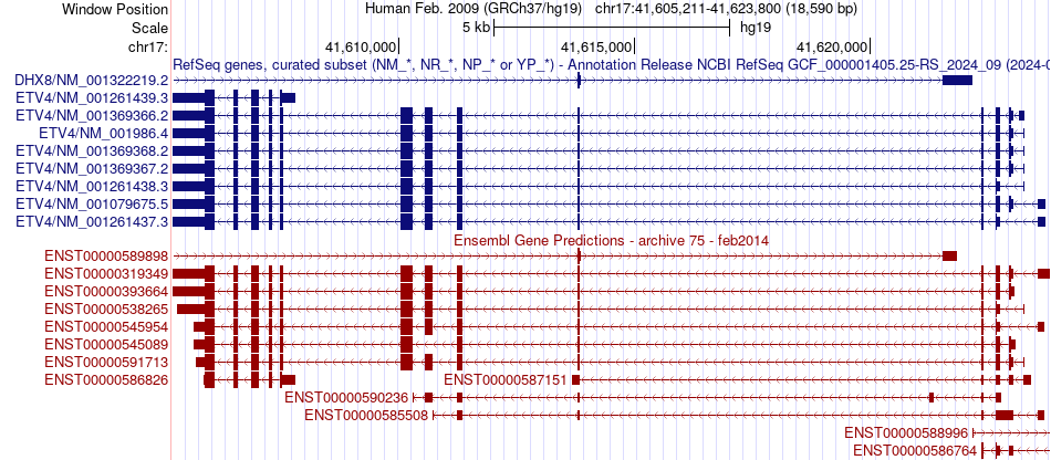 gene isoform structure of ETV4