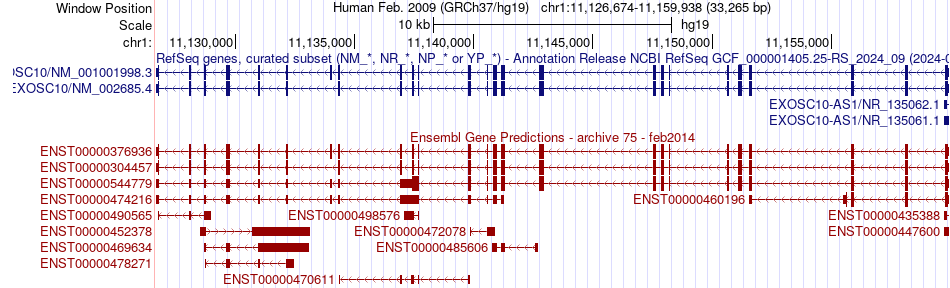 gene isoform structure of EXOSC10