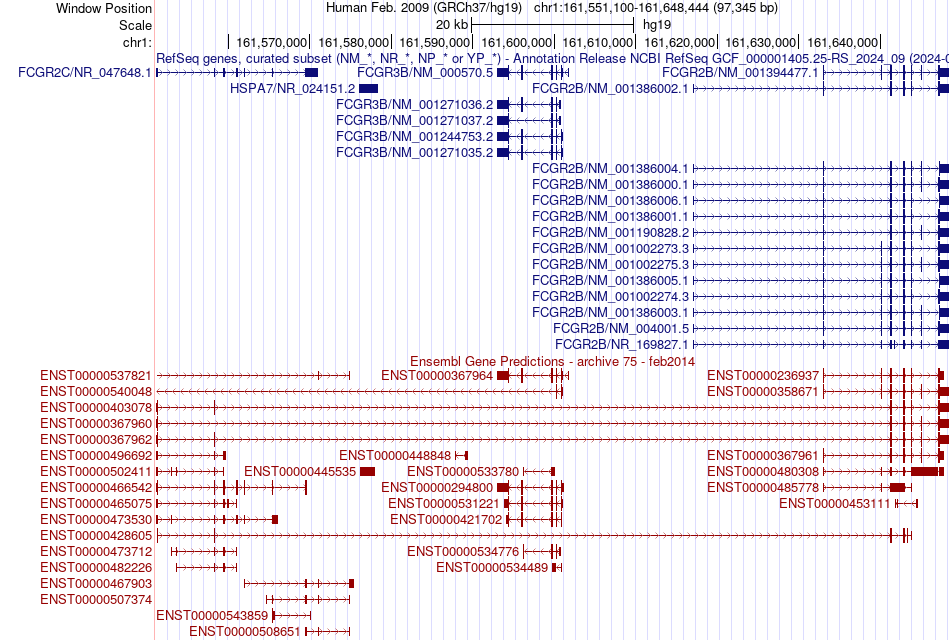 gene isoform structure of FCGR2B