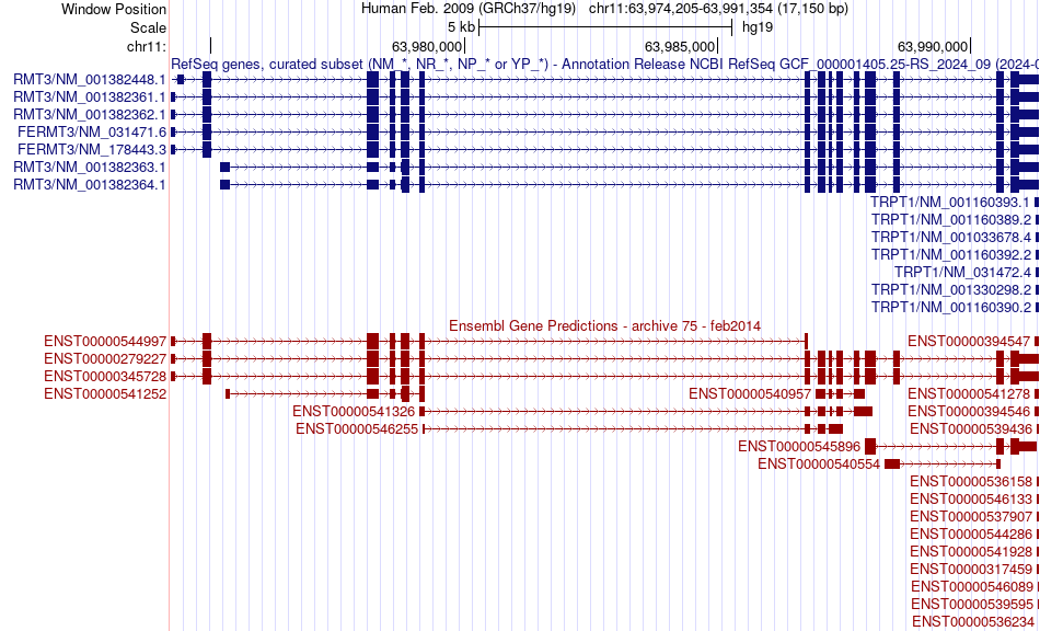 gene isoform structure of FERMT3