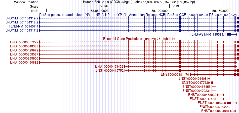 gene isoform structure of FLNB
