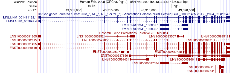 gene isoform structure of FMNL1