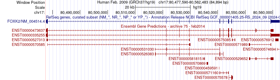 gene isoform structure of FOXK2