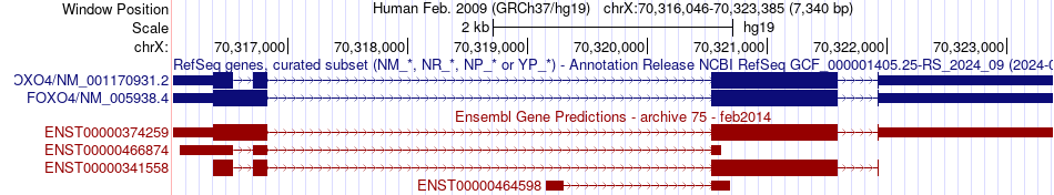 gene isoform structure of FOXO4
