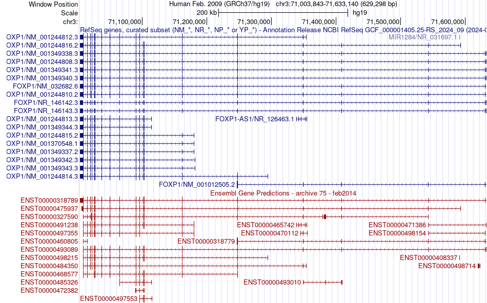 gene isoform structure of FOXP1