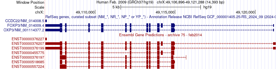 gene isoform structure of FOXP3