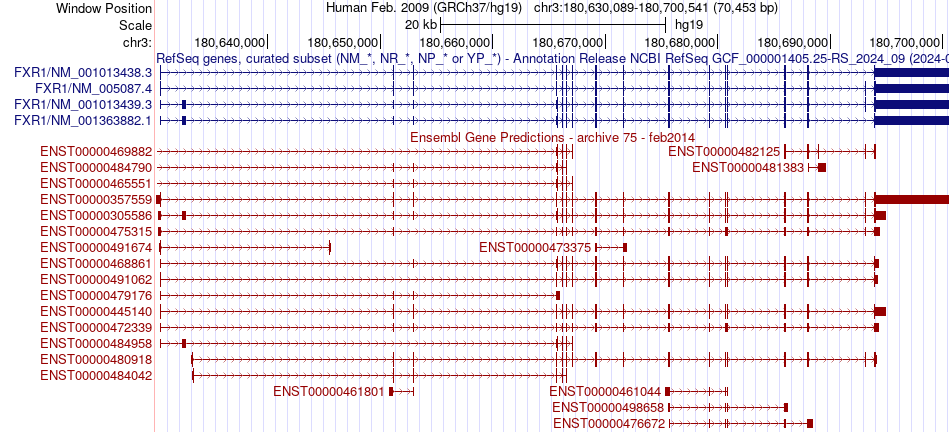 gene isoform structure of FXR1