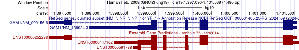 gene isoform structure of GAMT