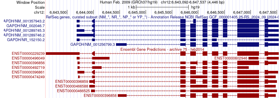 gene isoform structure of GAPDH