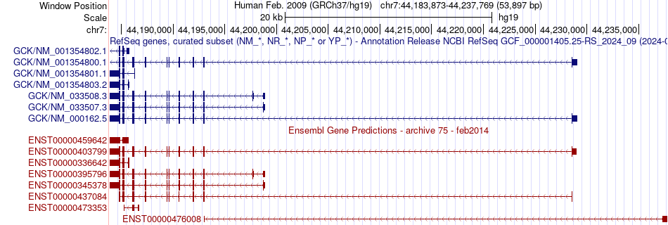 gene isoform structure of GCK