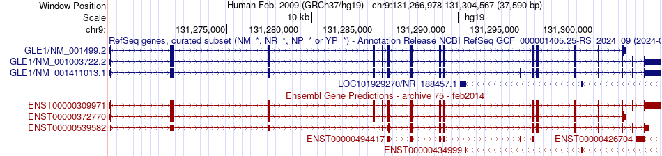 gene isoform structure of GLE1