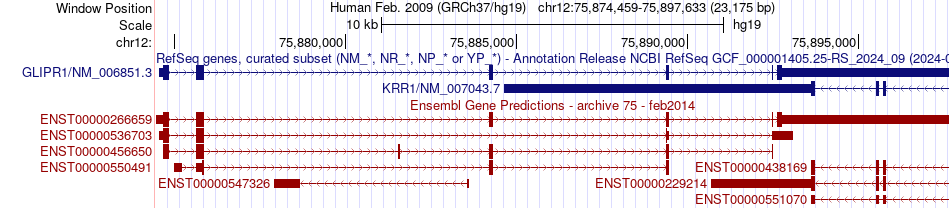 gene isoform structure of GLIPR1