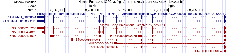 gene isoform structure of GOT2