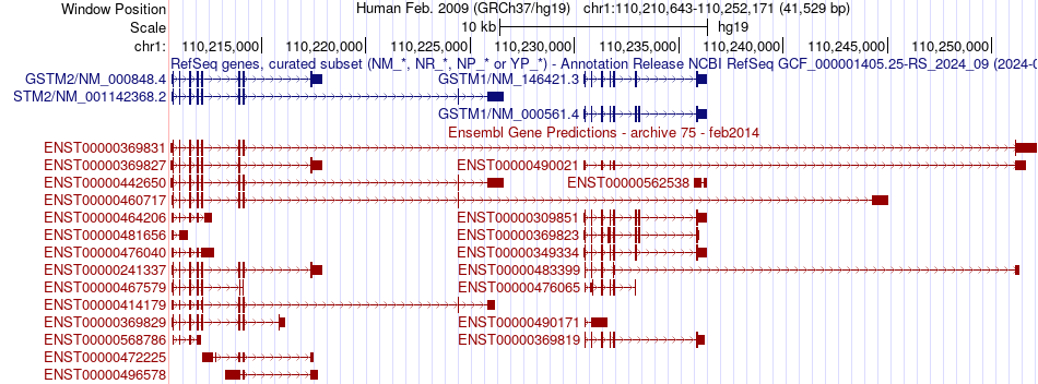 gene isoform structure of GSTM2