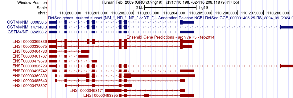 gene isoform structure of GSTM4