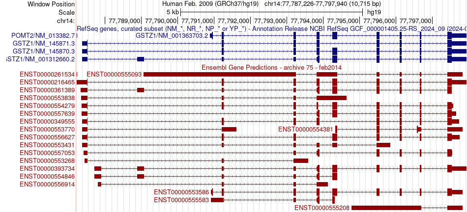gene isoform structure of GSTZ1