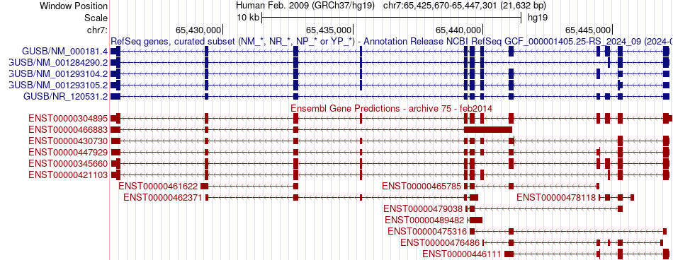 gene isoform structure of GUSB