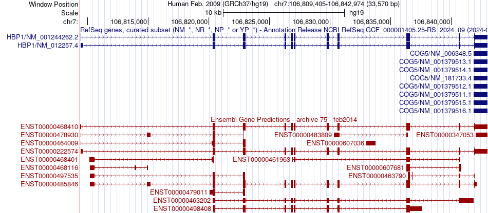 gene isoform structure of HBP1