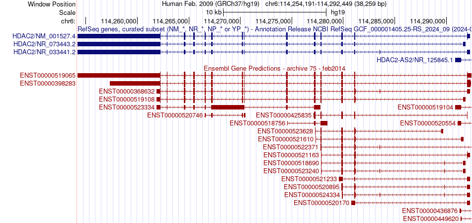 gene isoform structure of HDAC2