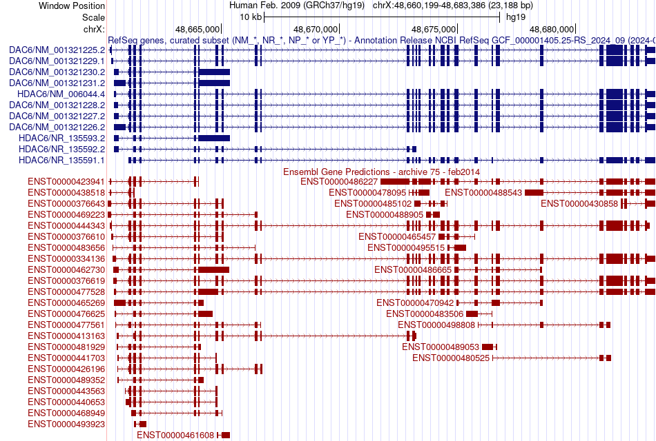 gene isoform structure of HDAC6