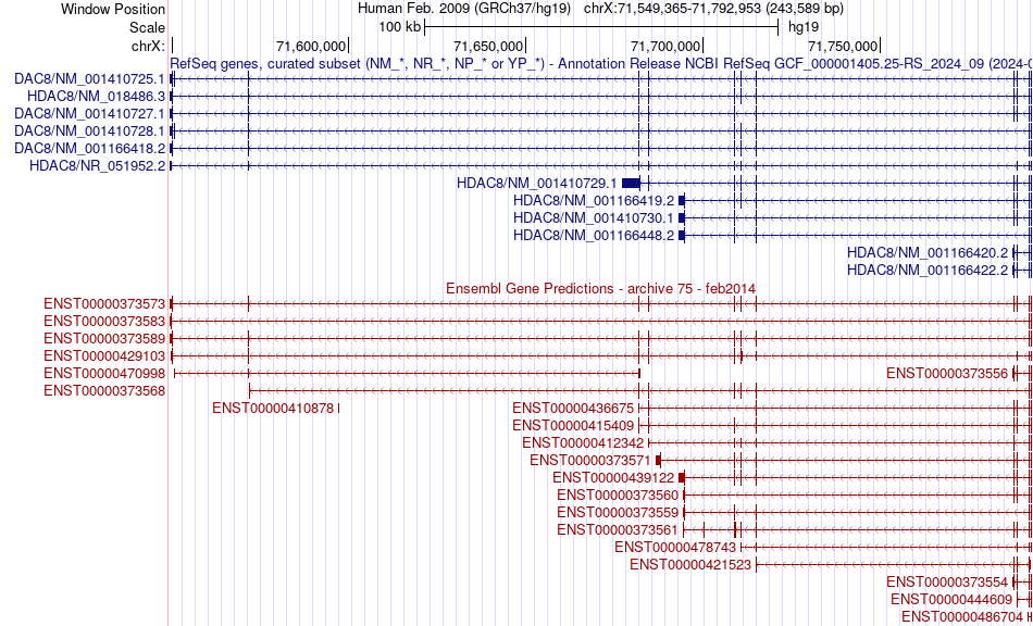 gene isoform structure of HDAC8